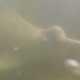 An Araguaian river dolphin swimming in the Araguaia River near a fish market in the Brazilian town of Mocajuba.